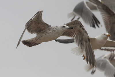 Pontische Meeuw / Caspian Gull / Larus cachinnans