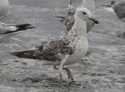 Pontische Meeuw / Caspian Gull / Larus cachinnans