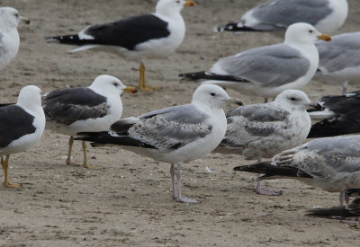 Pontische Meeuw / Caspian Gull / Larus cachinnans