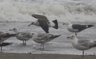 Baltische Mantelmeeuw / Baltic Gull / Larus fuscus fuscus