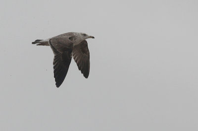 Baltische Mantelmeeuw / Baltic Gull / Larus fuscus fuscus