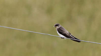 Oeverzwaluw / Sand Martin / Riparia riparia