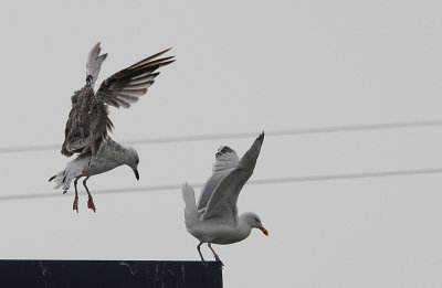 Pontische Meeuw / Caspian Gull / Larus cachinnans