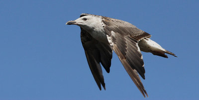 Kleine Mantelmeeuw / Lesser black-backed gull / Larus fuscus graellsii/intermedius