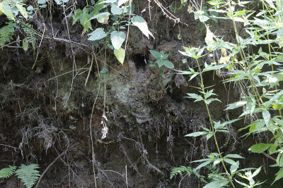 IJsvogelnest / Nest of Common Kingfisher