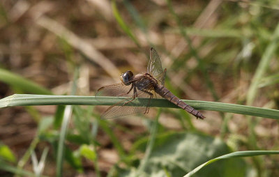 Vuurlibel / Crocothemis erythraea