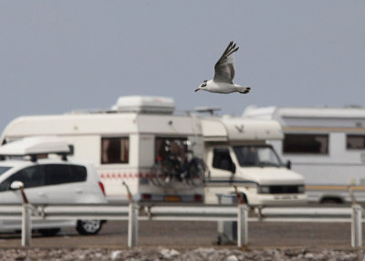 Zwartkopmeeuw / Mediterranean Gull / Ichthyaetus melanocephalus