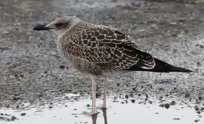 Kleine Mantelmeeuw / Lesser black-backed gull / Larus fuscus graellsii