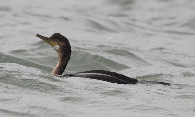 Kuifaalscholver / European shag / Phalacrocorax aristotelis