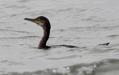 Kuifaalscholver / European shag / Phalacrocorax aristotelis