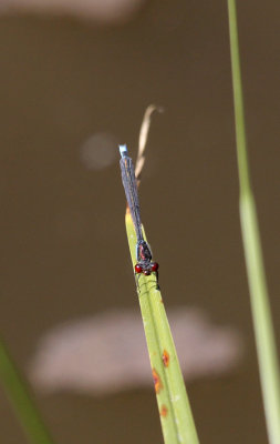 Kleine roodoogjuffer / Erythromma viridulum