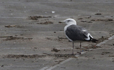 Kleine Mantelmeeuw / Lesser black-backed gull / Larus fuscus graellsii/intermedius