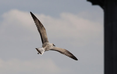 Zilvermeeuw / Herring Gull / Larus a. argentatus