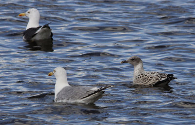 Zilvermeeuw / Herring Gull / Larus argentatus