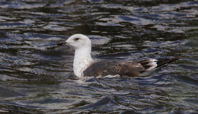 Kleine Mantelmeeuw / Lesser black-backed gull / Larus fuscus intermedius?