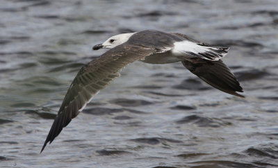 Kleine Mantelmeeuw / Lesser black-backed gull / Larus fuscus intermedius?