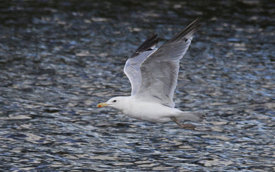 Pontische Meeuw / Caspian Gull / Larus cachinnans
