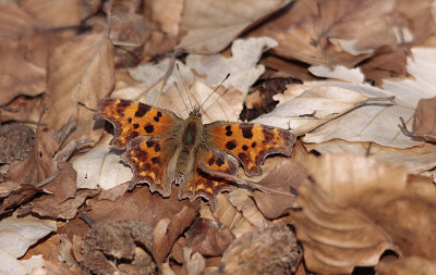 Gehakkelde Aurelia / Polygonia c-album