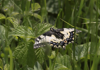 Koninginnepage / Papilio machaon