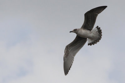 Kleine Mantelmeeuw / Lesser black-backed gull / Larus fuscus graellsii