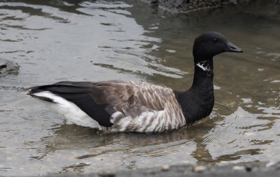 Witbuikrotgans / Pale-bellied Brant / Branta hrota