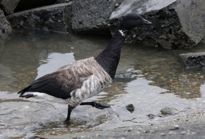 Witbuikrotgans / Pale-bellied Brant / Branta hrota