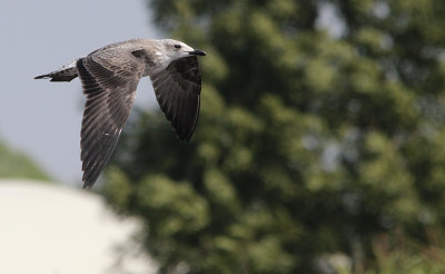 Kleine Mantelmeeuw / Lesser black-backed gull / Larus fuscus graellsii