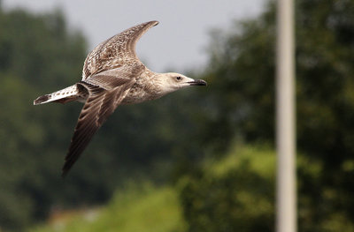 Pontische Meeuw / Caspian Gull / Larus cachinnans