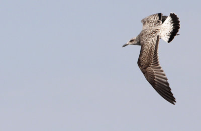 Kleine Mantelmeeuw / Lesser black-backed gull / Larus fuscus graellsii