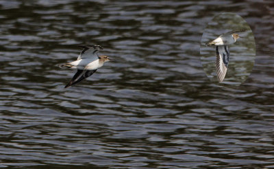 Oeverloper / Common Sandpiper / Actitis hypoleucos