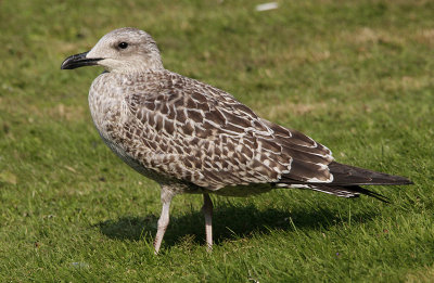 Kleine Mantelmeeuw / Lesser black-backed gull / Larus fuscus graellsii