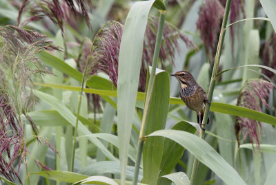 Blauwborst / Bluethroat / Luscinia svecica