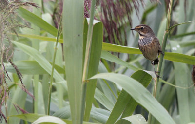 Blauwborst / Bluethroat / Luscinia svecica