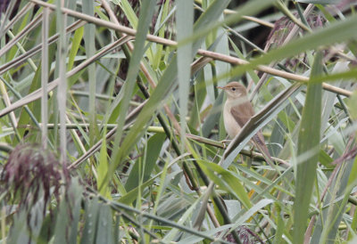 Kleine Karekiet/Bosrietzanger / Eurasian Reed Warbler/Marsh Warbler / Acrocephalus sp