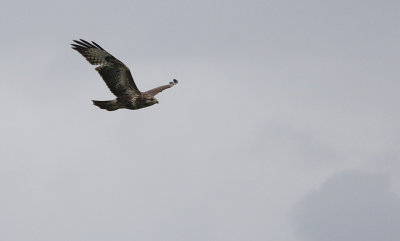 Buizerd / Common Buzzard / Buteo buteo