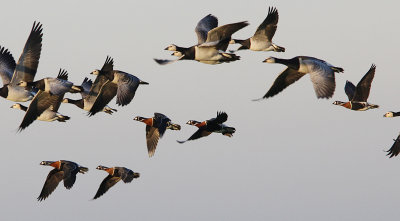 Roodhalsgans / Red-breasted Goose / Branta ruficollis