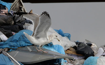Pontische Meeuw / Caspian Gull / Larus cachinnans