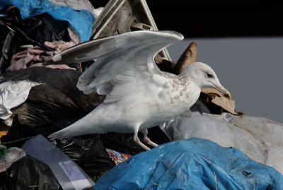 Pontische Meeuw / Caspian Gull / Larus cachinnans