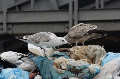 Pontische Meeuw / Caspian Gull / Larus cachinnans