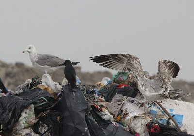 Pontische Meeuw / Caspian Gull / Larus cachinnans