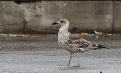 Kleine Mantelmeeuw / Lesser black-backed gull / Larus fuscus intermedius/fuscus