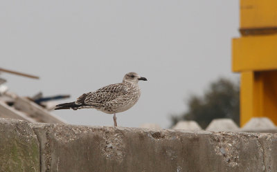 Kleine Mantelmeeuw / Lesser black-backed gull / Larus fuscus intermedius/fuscus