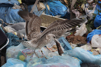 Hybride Geelpootmeeuw x Hybride (Zilvermeeuw x Pontische Meeuw) / Hybrid Yellow-legged Gull x Hybrid (Herring x Caspian Gull)