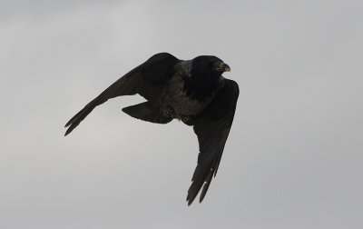 Hybride Bonte x Zwarte Kraai / Carrion Crow x Hooded Crow / Corvus cornix x Corvus corone