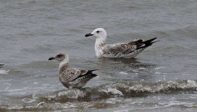 Pontische Meeuw / Caspian Gull / Larus cachinnans