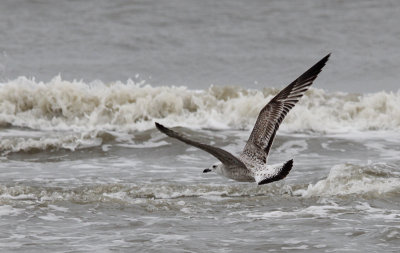 Pontische Meeuw / Caspian Gull / Larus cachinnans