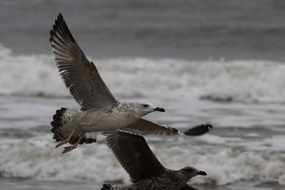 Pontische Meeuw / Caspian Gull / Larus cachinnans