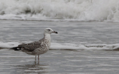 Pontische Meeuw / Caspian Gull / Larus cachinnans