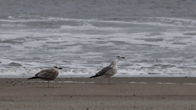 Pontische Meeuw / Caspian Gull / Larus cachinnans