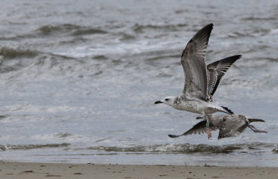 Pontische Meeuw / Caspian Gull / Larus cachinnans